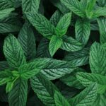 Art de vivre marocain : thé à la menthe et artisanat