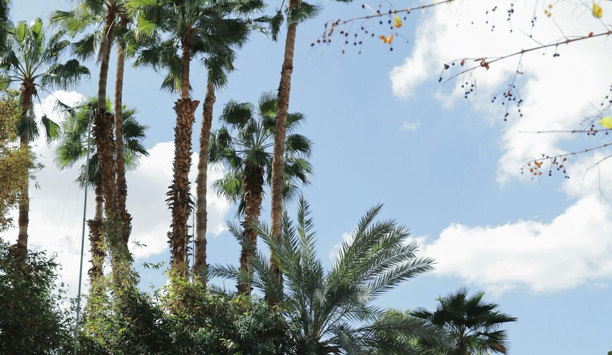 Jardin verdoyant de Marrakech, oasis de fraîcheur au cœur de la ville